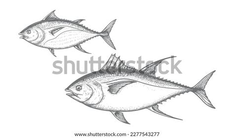 Hand Drawn Sketch Tuna Fish Set Stock Vector (Royalty Free) 2277543277 ...