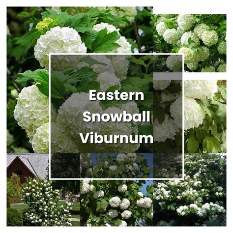 How to Grow Eastern Snowball Viburnum - Plant Care & Tips | NorwichGardener