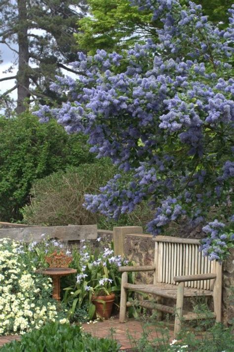 Ceanothus Arboreus Trewithen Blue Naturalistic Garden Backyard