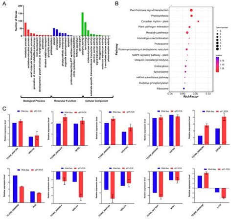 Ijms Free Full Text Combined Lncrna And Mrna Expression Profiles