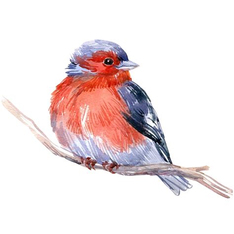 9 000 Red Bird Watercolor Pictures