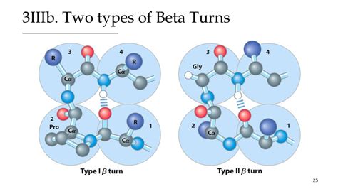 PPT Protein Structure Primary And Secondary Structure PowerPoint