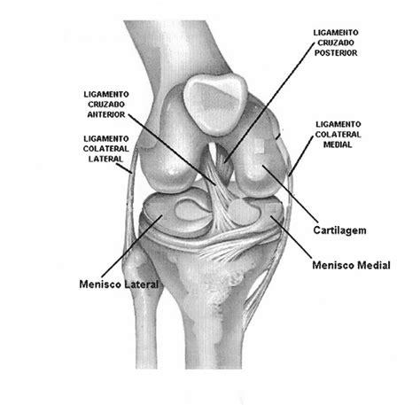 Articulação do Joelho Anatomia I