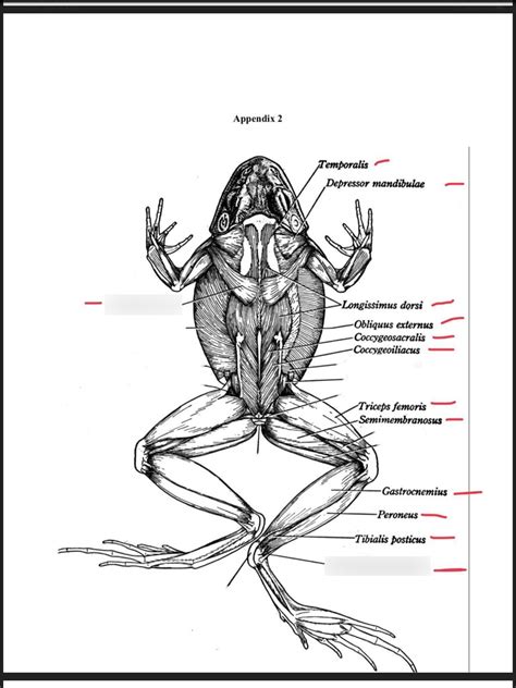 Frog Muscles 3 Diagram | Quizlet