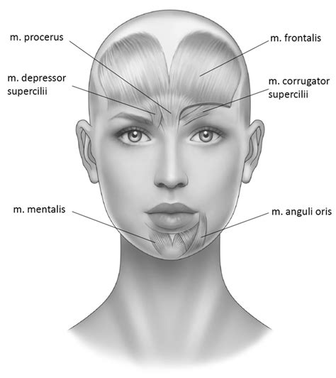 Toxins Free Full Text Botulinum Toxin Therapy For Psychiatric