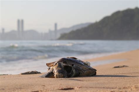 Tartaruga verde é encontrada morta em praia de Itajaí Verão 2020 G1