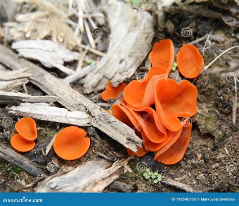 Aleuria Aurantia Um Pequeno Cogumelo Laranja Espetacular Que Descobri