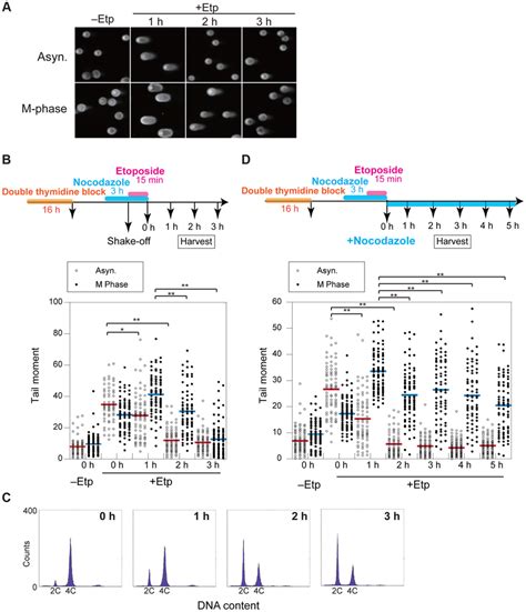 Dsb Repair Occurs With Low Efficiency During Mitosis A Asynchronous