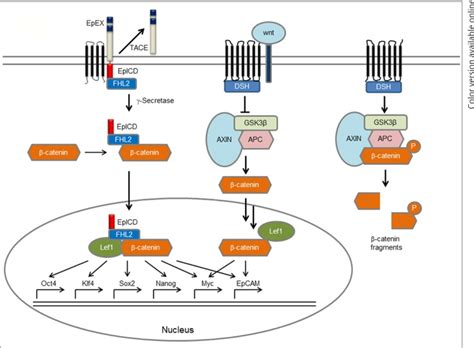 Overview Of Cross Talk Between Epcam Signaling And The Wnt Pathway