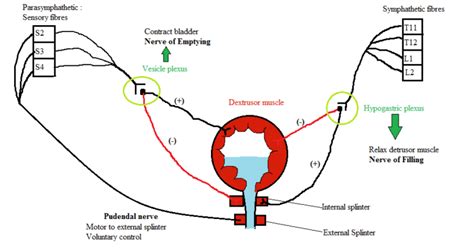 Nerve Supply Of The Bladder Orthopedics Notes