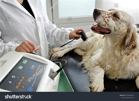 1429 Veterinary Ultrasound Gambar Foto Stok And Vektor Shutterstock