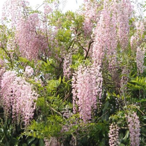 Glicinia Rosa Venta Glicinia Rosa Wisteria Floribunda Rosea