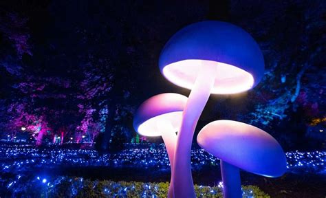 Naturaleza Encendida un millón y medio de luces LED ilumina el Jardín