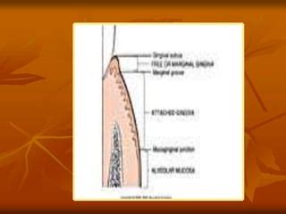 Anatomy Of The Periodontium Ppt