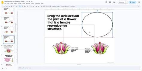 Reproduction in Flowering Plants Interactive Lesson | TPT