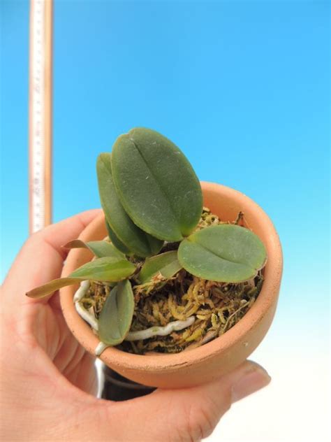 Yahooオークション T 洋蘭 Cattleya Schilleriana Mi Alba Que