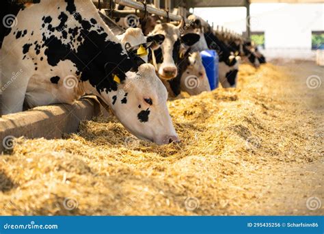 Herd Of Cows On A Dairy Farm Stock Photo Image Of Calf Cows 295435256