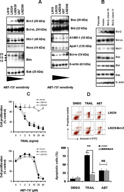 Overexpression Of Bcl 2 In Glioma Does Not Result In Enhanced Download High Resolution