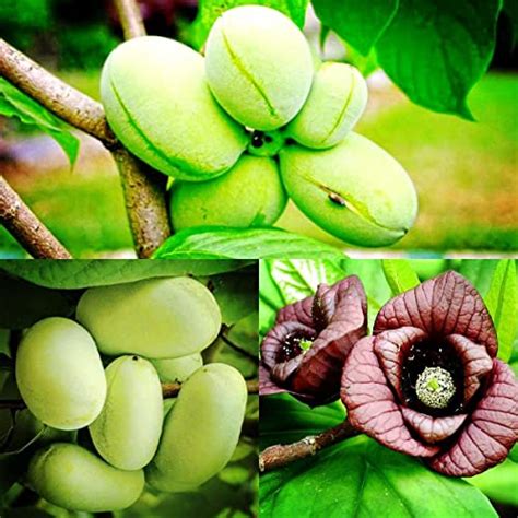 12+ Paw Paw Tree Seeds for Planting Dwarf Pawpaw Tree Seeds to Plant ...