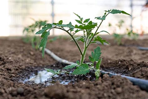 How To Water Tomato Plants Gardeners Path