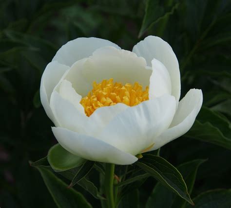 Jan Van Leeuwen Parkland Peonies