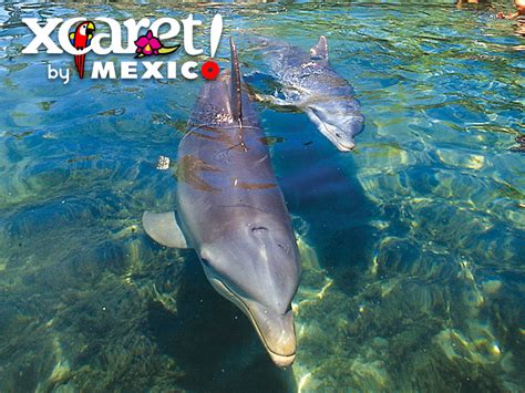 Xcaret Plus Nado Ride Excursiones Tours Trips Riviera Maya