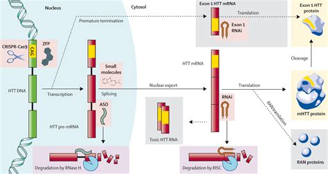 Therapies Targeting Dna And Rna In Huntington S Disease The Lancet