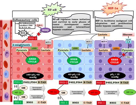 Frontiers Nf κb Mediated Regulation Of Tumor Cell Proliferation In