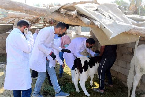 كلية الطب البيطري بجامعة القادسية تقيم زيارة ميدانية لخدمة المجتمع كلية الطب البيطري