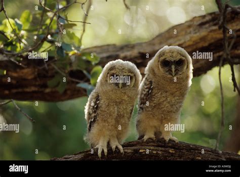 Spotted Owl Young Strix Occidentalis Arizona Stock Photo Alamy