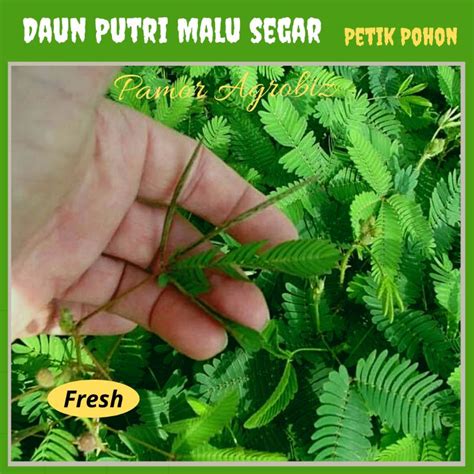 Jual Daun Putri Malu Segar Petik Langsung Kebun Untuk Manfaat