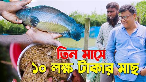 ধান ও মাছের মিশ্র চাষ। খাবার ছাড়া মাছ। তিন মাসে ১০ লক্ষ টাকার মাছ। মাছ