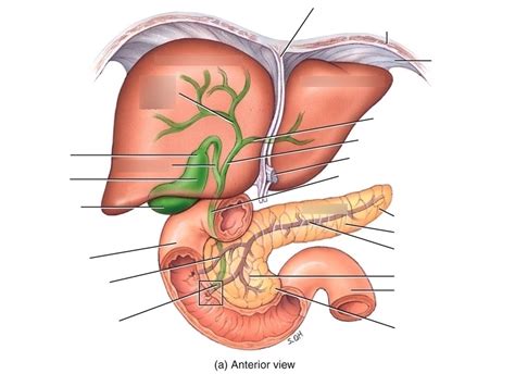 Chapter 24 Digestive System Pancreas Liver And Gallbladder Labeling Diagram Quizlet