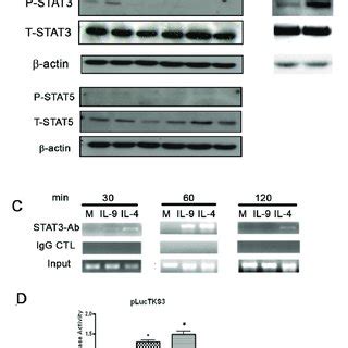 IL 9 Induces STAT3 Phosphorylation And In Vivo Binding To CCL11