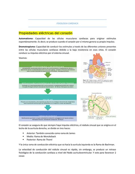 Fisiologia Cardiaca Pdffff Fisiologia Cardiaca Propiedades