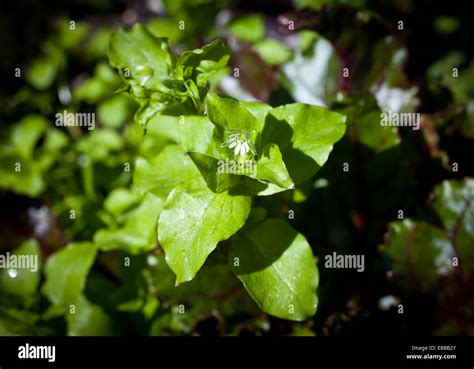 Chickweed Edible Herb Stock Photo - Alamy