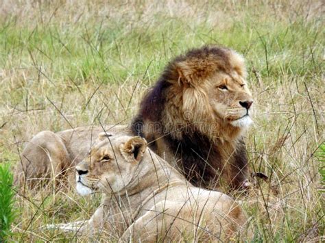 Adult Lion And Lioness Laying And Resting In The Grass In South Africa