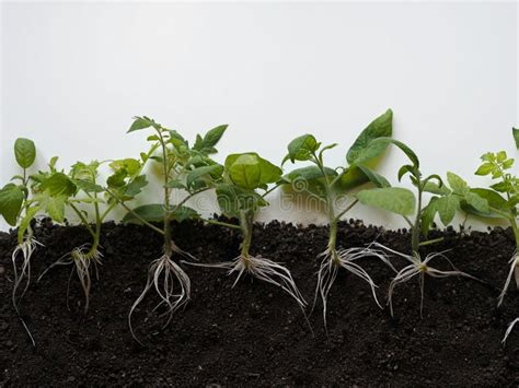 Crecimiento De Brotes De Tomate Con Ra Ces Subterr Neas Visibles En El