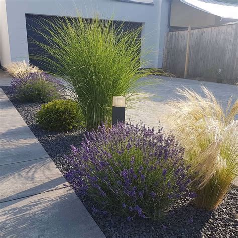 Lavendel Im Modernen Garten