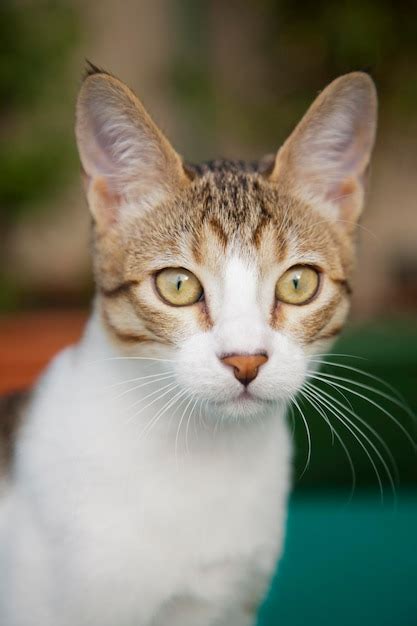 Primer Plano De Un Lindo Gato Foto Premium