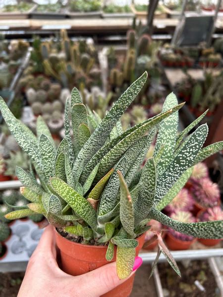 Gasteria Verrucosa Succulents Gasteria Kaktusy Sukulenty I Inne