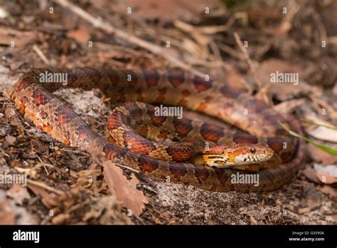 Corn Snake Pantherophis Guttatus Stock Photo Alamy