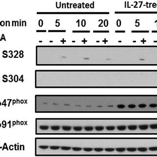 IL 27 Enhances Phosphorylation Of P47 Phox In Macrophages IL 27