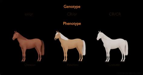 Exploring Horse Coat Colors With Fascinating Visuals