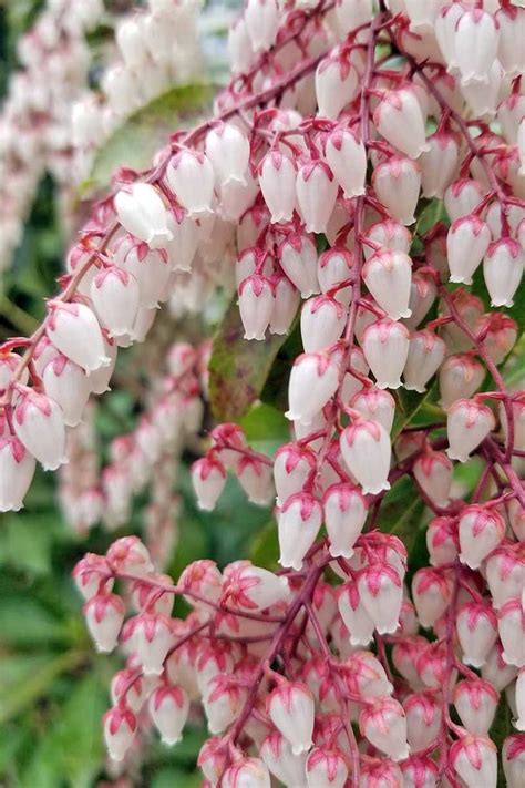 The Best Evergreen Shrubs For Your Garden Gardeners Path Beautiful