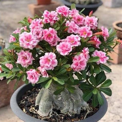 Jual TANAMAN HIAS ADENIUM KAMBOJA JEPANG KEMBANG TUMPUK ADENIUM CHOK