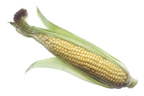 Collection Of Corn PNG PlusPNG