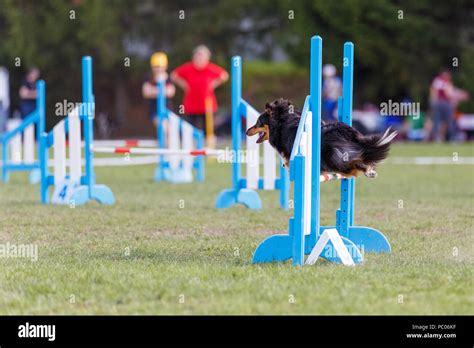 Dog Jumping Over Hurdle In Agility Competition Stock Photo Alamy