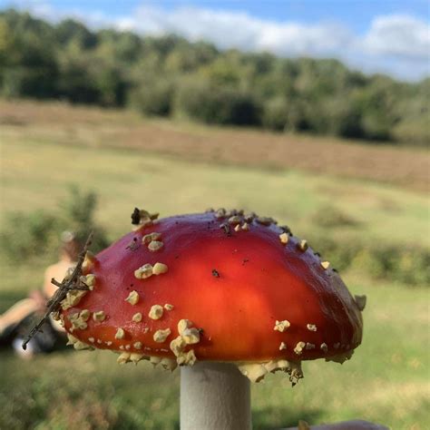 Trooping Funnel Id Mushroom Hunting And Identification Shroomery