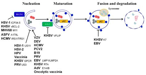 Viral Regulation Of The Autophagy Pathway Several DNA Virus Encoded